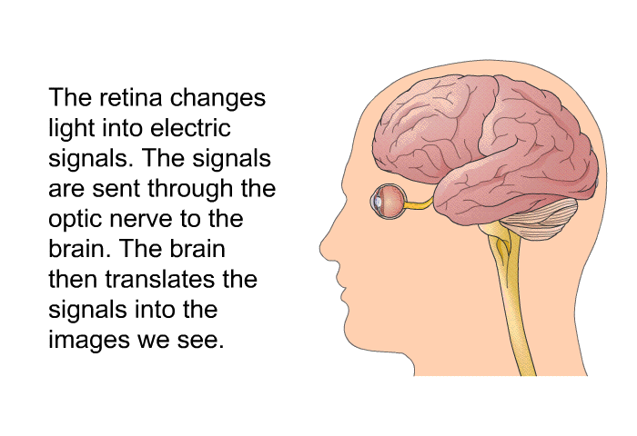 The retina changes light into electric signals. The signals are sent through the optic nerve to the brain. The brain translates the signals into the images we see.