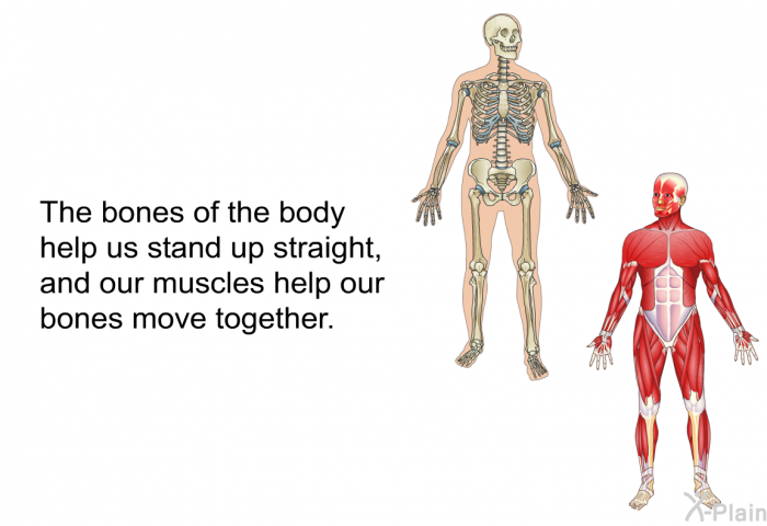 The bones of the body help us stand up straight and our muscles help our bones move together.