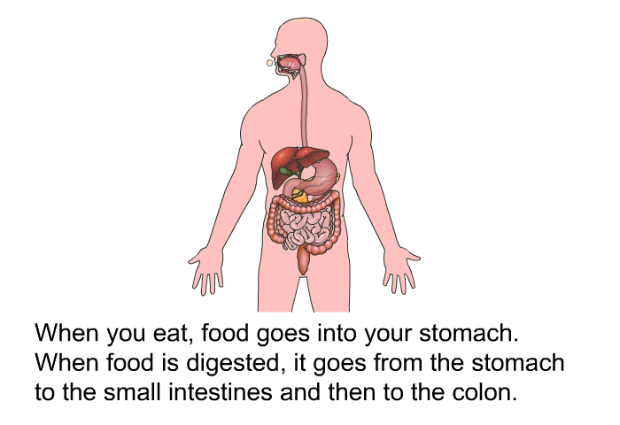 When you eat, food goes into your stomach. When food is digested, it goes from the stomach to the small intestines and then to the colon.