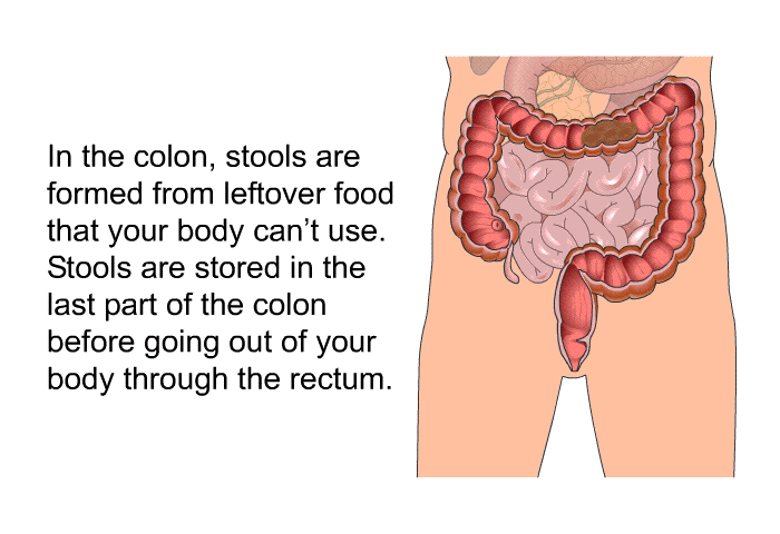 In the colon, stools are formed from leftover food that your body can't use. Stools are stored in the last part of the colon before going out of your body through the rectum.