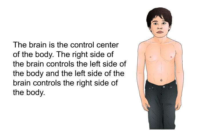 The brain is the control center of the body. The right side of the brain controls the left side of the body and the left side of the brain controls the right side of the body.