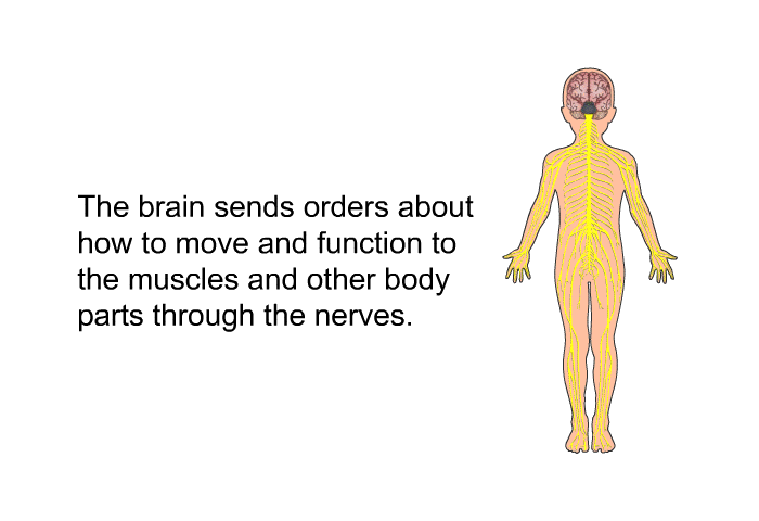 The brain sends orders about how to move and function to the muscles and other body parts through the nerves.