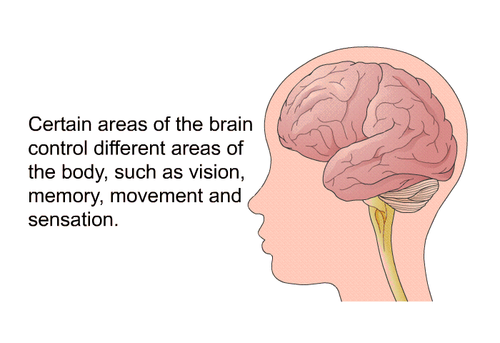 Certain areas of the brain control different areas of the body, such as vision, memory, movement and sensation.