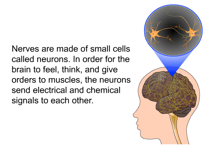 Nerves are made of small cells called neurons. In order for the brain to feel, think, and give orders to muscles, the neurons send electrical and chemical signals to each other.