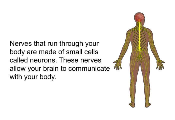Nerves that run through your body are made of small cells called neurons. These nerves allow your brain to communicate with your body.