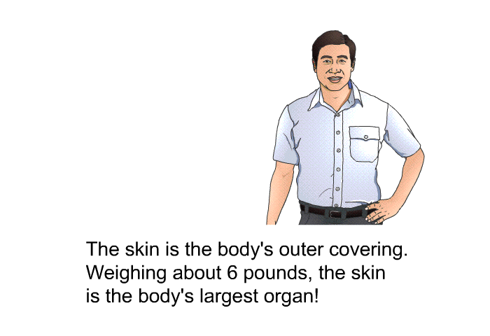The skin is the body's outer covering. Weighing about 6 pounds, the skin is the body's largest organ!