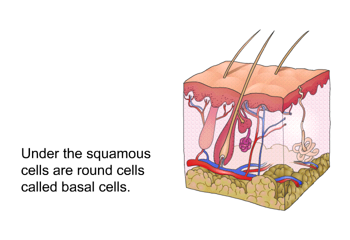 Under the squamous cells are round cells called basal cells.