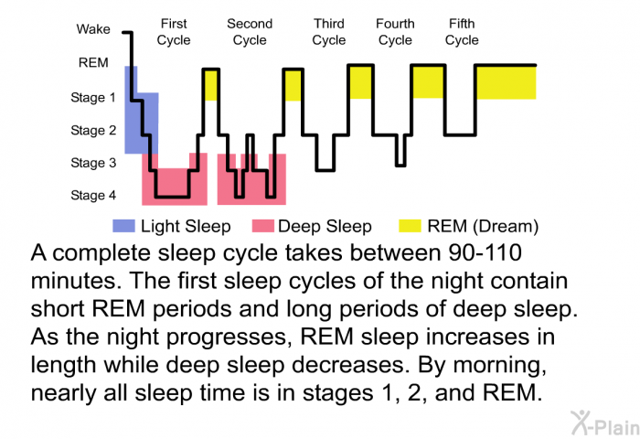 A complete sleep cycle takes between 90-110 minutes. The first sleep cycles of the night contain short REM periods and long periods of deep sleep. As the night progresses, REM sleep increases in length while deep sleep decreases. By morning, nearly all sleep time is in stages 1, 2, and REM.