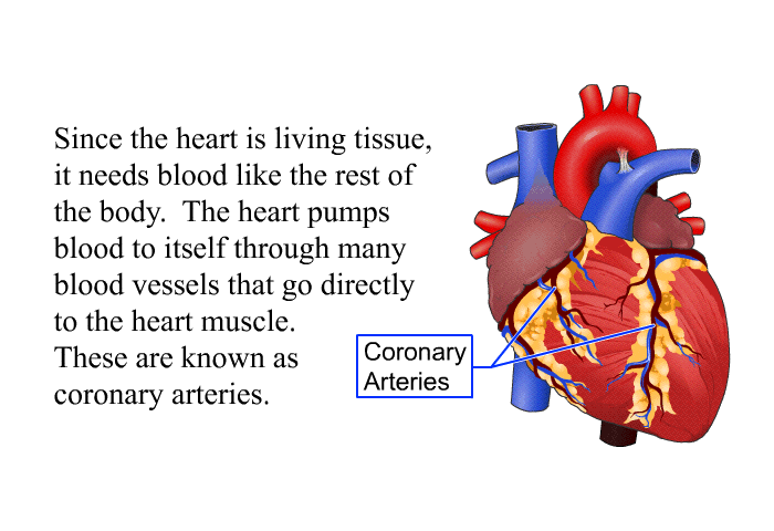 PatEdu Stress Echocardiography Test