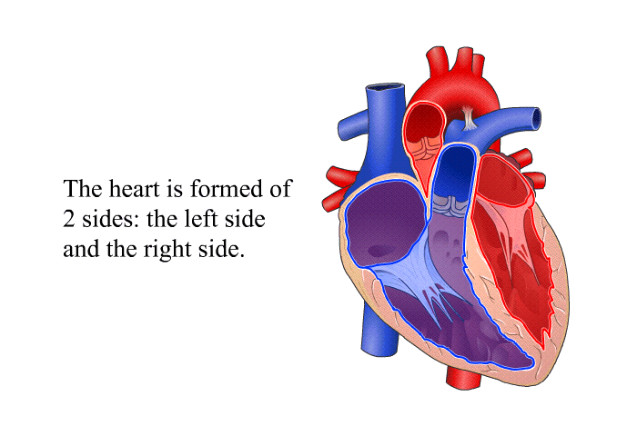 The heart is formed of 2 sides: the left side and the right side.