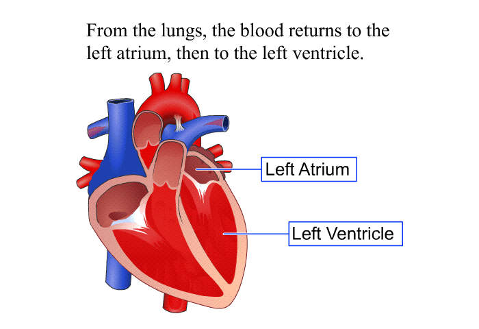 From the lungs, the blood returns to the left atrium, then to the left ventricle.
