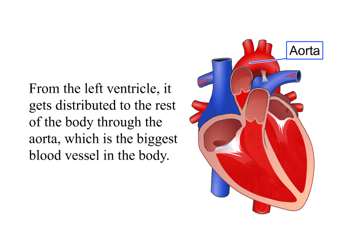 From the left ventricle, it gets distributed to the rest of the body through the aorta, which is the biggest blood vessel in the body.