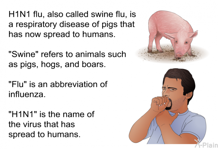 H1N1 flu, also called swine flu, is a respiratory disease of pigs that has now spread to humans. “Swine” refers to animals such as pigs, hogs, and boars. “Flu” is an abbreviation of influenza. “H1N1” is the name of the virus that has spread to humans.