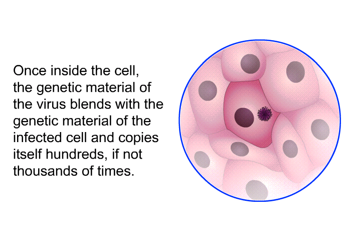 Once inside the cell, the genetic material of the virus blends with the genetic material of the infected cell and copies itself hundreds, if not thousands of times.