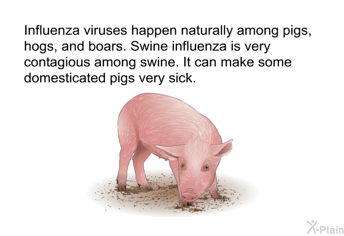 Influenza viruses happen naturally among pigs, hogs, and boars. Swine influenza is very contagious among swine. It can make some domesticated pigs very sick.