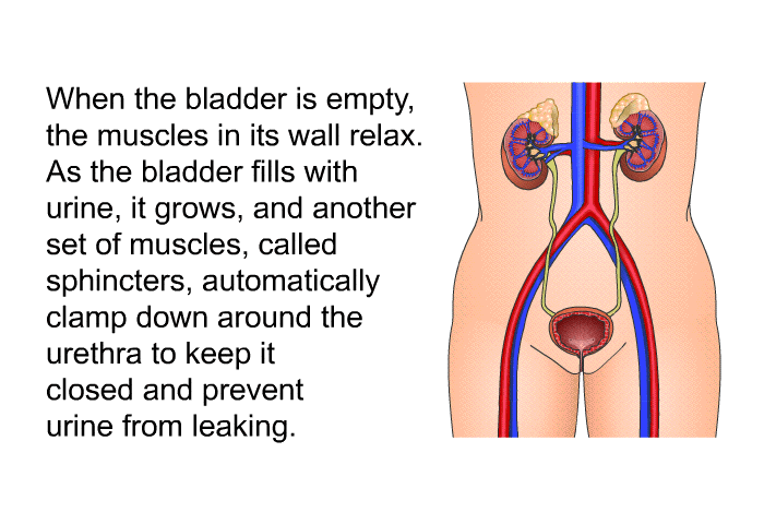 When the bladder is empty, the muscles in its wall relax. As the bladder fills with urine, it grows, and another set of muscles, called sphincters, automatically clamp down around the urethra to keep it closed and prevent urine from leaking.