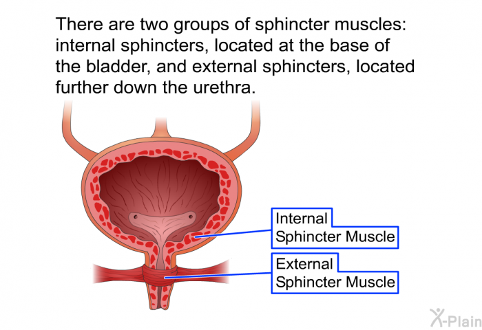There are two groups of sphincter muscles: internal sphincters, located at the base of the bladder, and external sphincters, located further down the urethra.