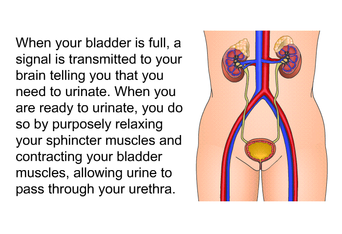 When your bladder is full, a signal is transmitted to your brain telling you that you need to urinate. When you are ready to urinate, you do so by purposely relaxing your sphincter muscles and contracting your bladder muscles, allowing urine to pass through your urethra.