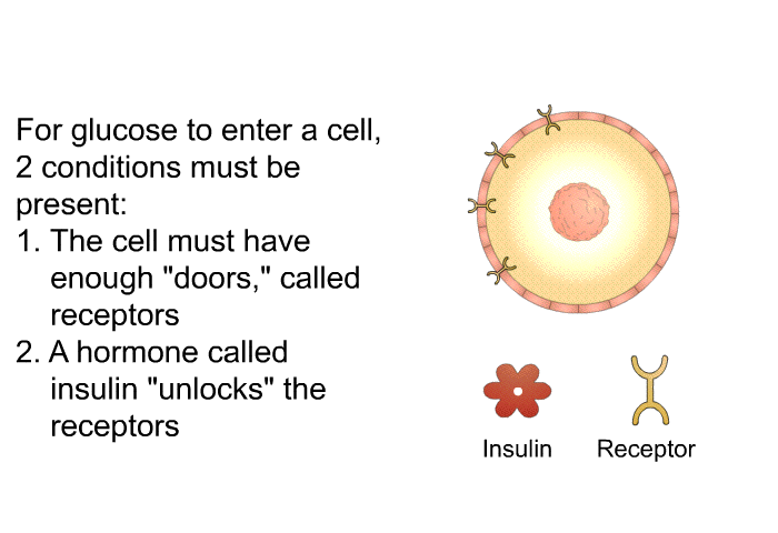 For glucose to enter a cell, 2 conditions must be present:  The cell must have enough “doors,” called receptors . A hormone called insulin “unlocks” the receptors .