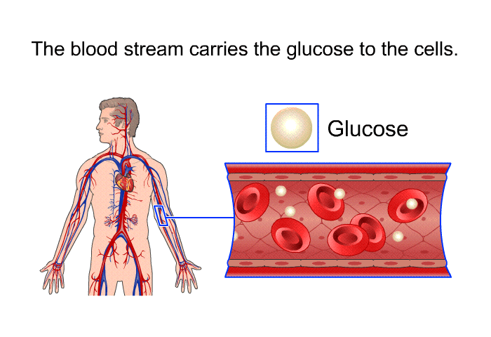 The blood stream carries the glucose to the cells.