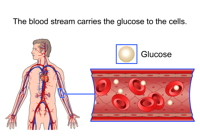The blood stream carries the glucose to the cells.