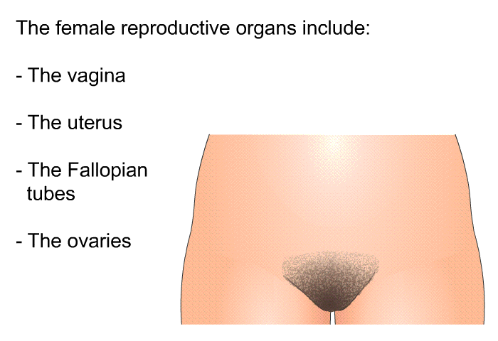 The female reproductive organs include:  The vagina. The uterus. The Fallopian tubes. The ovaries.
