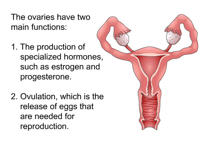The ovaries have two main functions:  The production of specialized hormones, such as estrogen and progesterone. Ovulation, which is the release of eggs that are needed for reproduction.