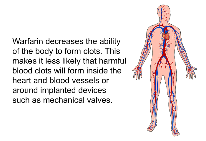 Warfarin decreases the ability of the body to form clots. This makes it less likely that harmful blood clots will form inside the heart and blood vessels or around implanted devices such as mechanical valves.
