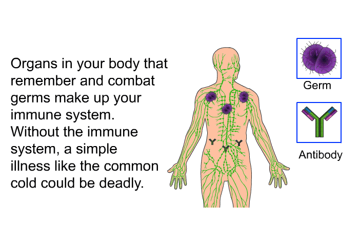 Organs in your body that remember and combat germs make up your immune system. Without the immune system, a simple illness like the common cold could be deadly.