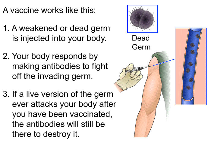A vaccine works like this:  A weakened or dead germ is injected into your body. Your body responds by making antibodies to fight off the invading germ. If a live version of the germ ever attacks your body after you have been vaccinated, the antibodies will still be there to destroy it.