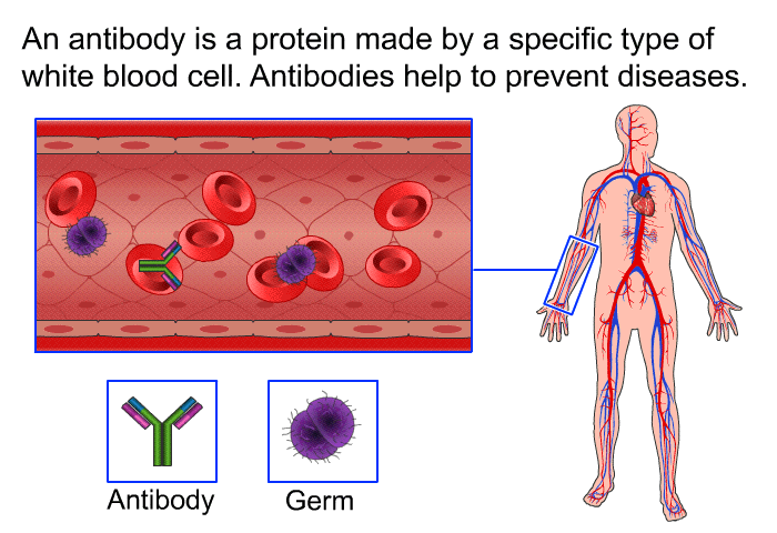 An antibody is a protein made by a specific type of white blood cell. Antibodies help to prevent diseases.