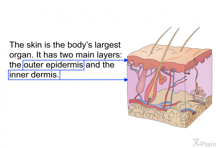 The skin is the body's largest organ. It has two main layers: the outer epidermis and the inner dermis.