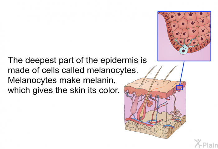 The deepest part of the epidermis is made of cells called melanocytes. Melanocytes make melanin, which gives the skin its color.