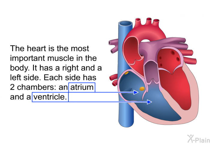 The heart is the most important muscle in the body. It has a right and a left side. Each side has 2 chambers: an atrium and a ventricle.