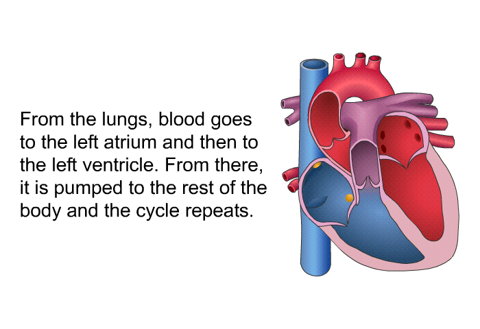 From the lungs, blood goes to the left atrium and then to the left ventricle. From there, it is pumped to the rest of the body and the cycle repeats.