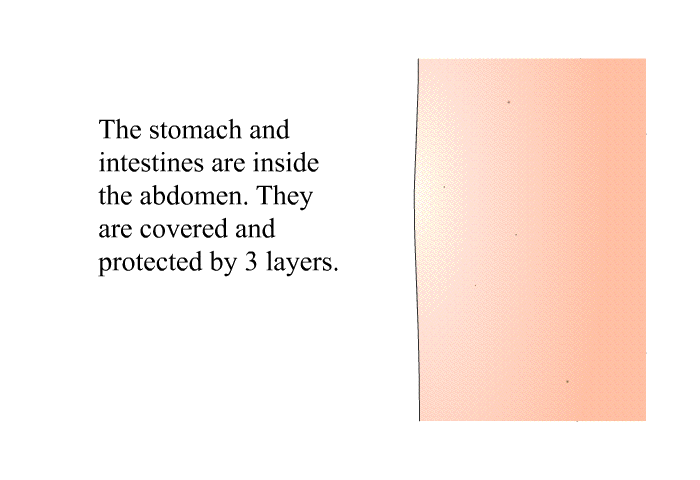 The stomach and intestines are inside the abdomen. They are covered and protected by 3 layers.