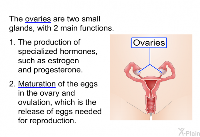 The ovaries are two small glands, with 2 main functions.  <LI VALUE=1> The production of specialized hormones, such as estrogen and progesterone. Maturation of the eggs in the ovary and ovulation, which is the release of eggs needed for reproduction.