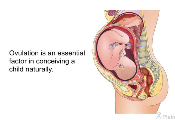 Ovulation is an essential factor in conceiving a child naturally.
