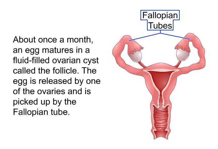 About once a month, an egg matures in a fluid-filled ovarian cyst called the follicle. The egg is released by one of the ovaries and is picked up by the Fallopian tube.
