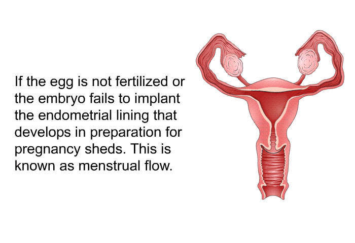 If the egg is not fertilized or the embryo fails to implant, the endometrial lining that develops in preparation for pregnancy sheds. This is known as menstrual flow.