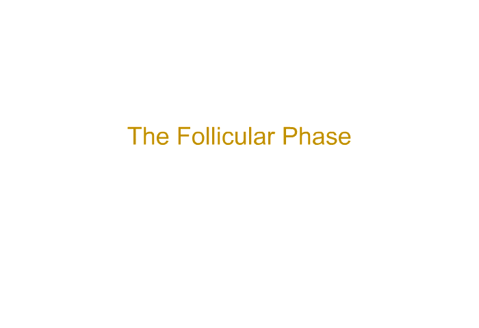 The Follicular Phase