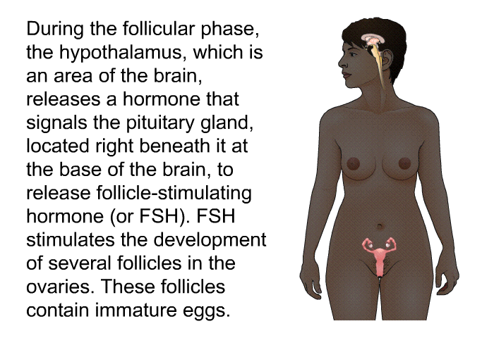 During the follicular phase, the hypothalamus, which is an area of the brain, releases a hormone that signals the pituitary gland, located right beneath it at the base of the brain, to release follicle-stimulating hormone (or FSH). FSH stimulates the development of several follicles in the ovaries. These follicles contain immature eggs.