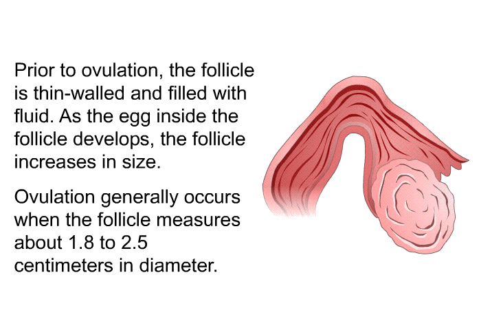 Prior to ovulation, the follicle is thin-walled and filled with fluid. As the egg inside the follicle develops, the follicle increases in size. Ovulation generally occurs when the follicle measures about 1.8 to 2.5 centimeters in diameter.