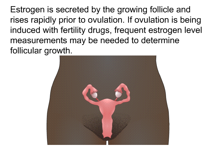 Estrogen is secreted by the growing follicle and rises rapidly prior to ovulation. If ovulation is being induced with fertility drugs, frequent estrogen level measurements may be needed to determine follicular growth.