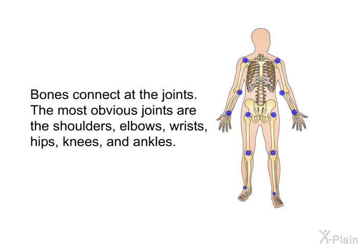 Bones connect at the joints. The most obvious joints are the shoulders, elbows, wrists, hips, knees, and ankles.