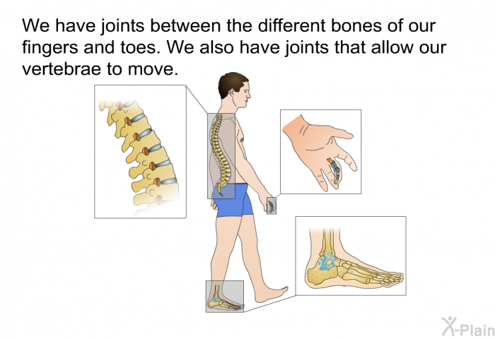 We have joints between the different bones of our fingers and toes. We also have joints that allow our vertebrae to move.