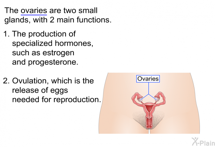 The ovaries are two small glands, with 2 main functions.  The production of specialized hormones, such as estrogen and progesterone. Ovulation, which is the release of eggs needed for reproduction.