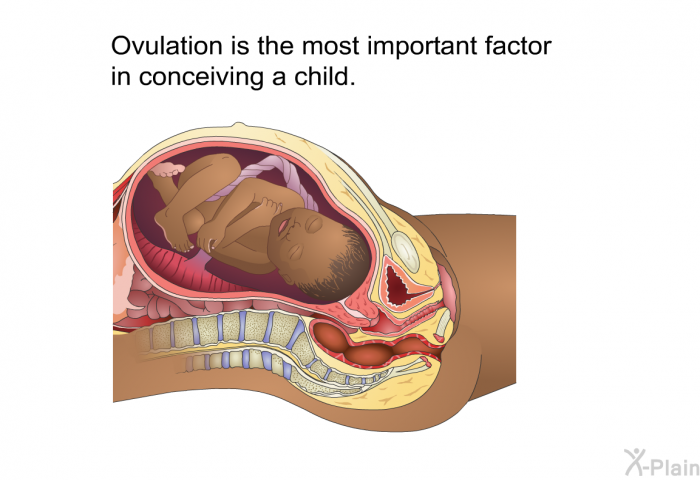 Ovulation is the most important factor in conceiving a child.