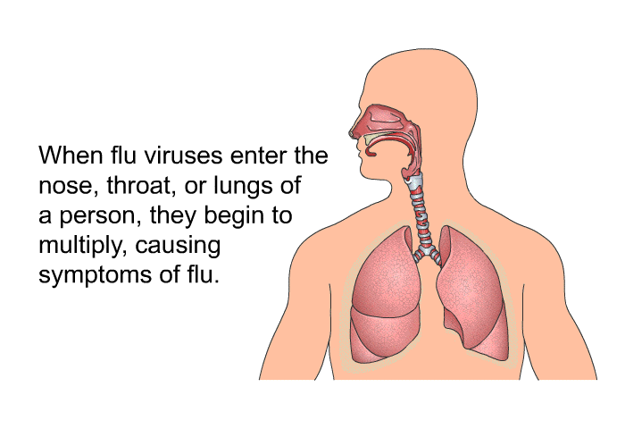 When flu viruses enter the nose, throat or lungs of a person, they begin to multiply, causing symptoms of flu.