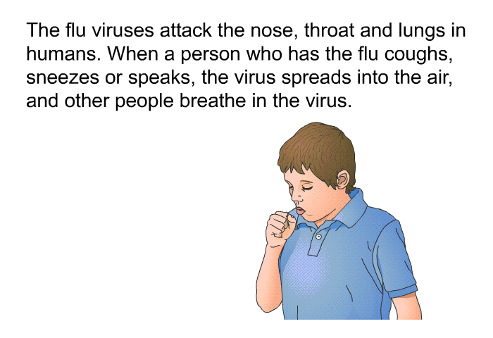 The flu viruses attack the nose, throat and lungs in humans. When a person who has the flu coughs, sneezes or speaks, the virus spreads into the air, and other people breathe in the virus.
